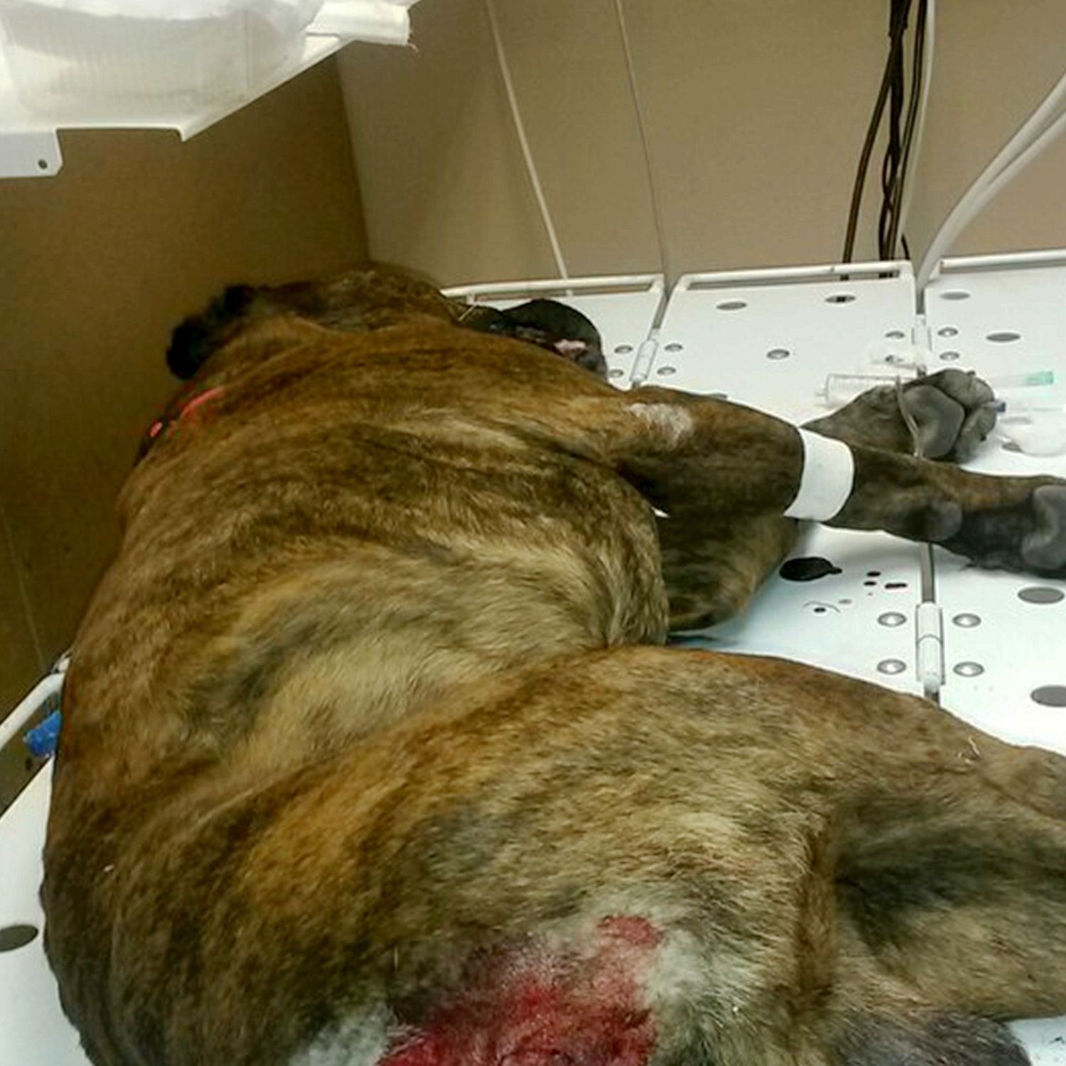 Man våldtog hund i park: Chockerade vittnen kidnappade hunden och vill se mannen bakom lås och bom