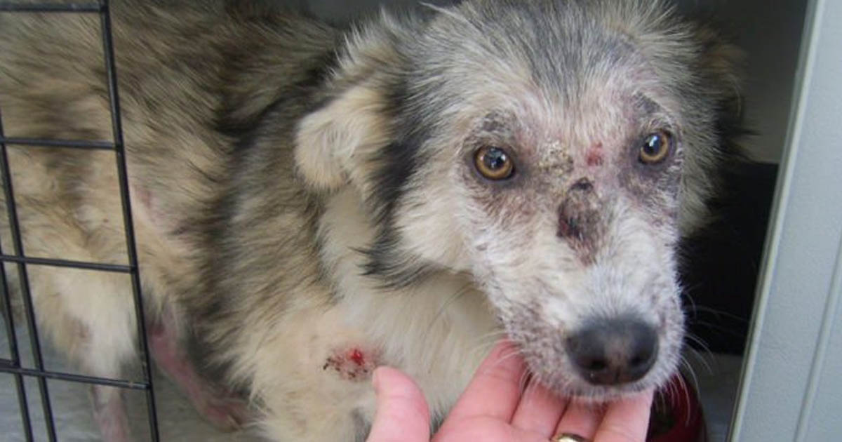Skolbarn kastar sten på skadad hund – då dyker en tonåring upp