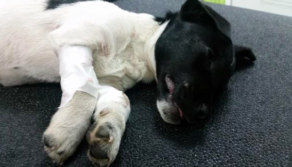 Obegripligt: 8 veckor gammal hundvalp lämnad hos veterinär efter att ha använts som fotboll