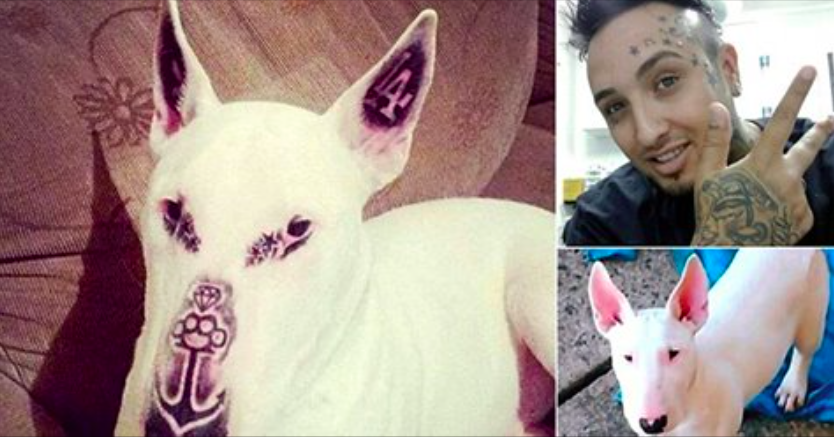 Hundägare har gjort fem tatueringar i sin bullterriers ansikte: ’Det skyddar min hund’