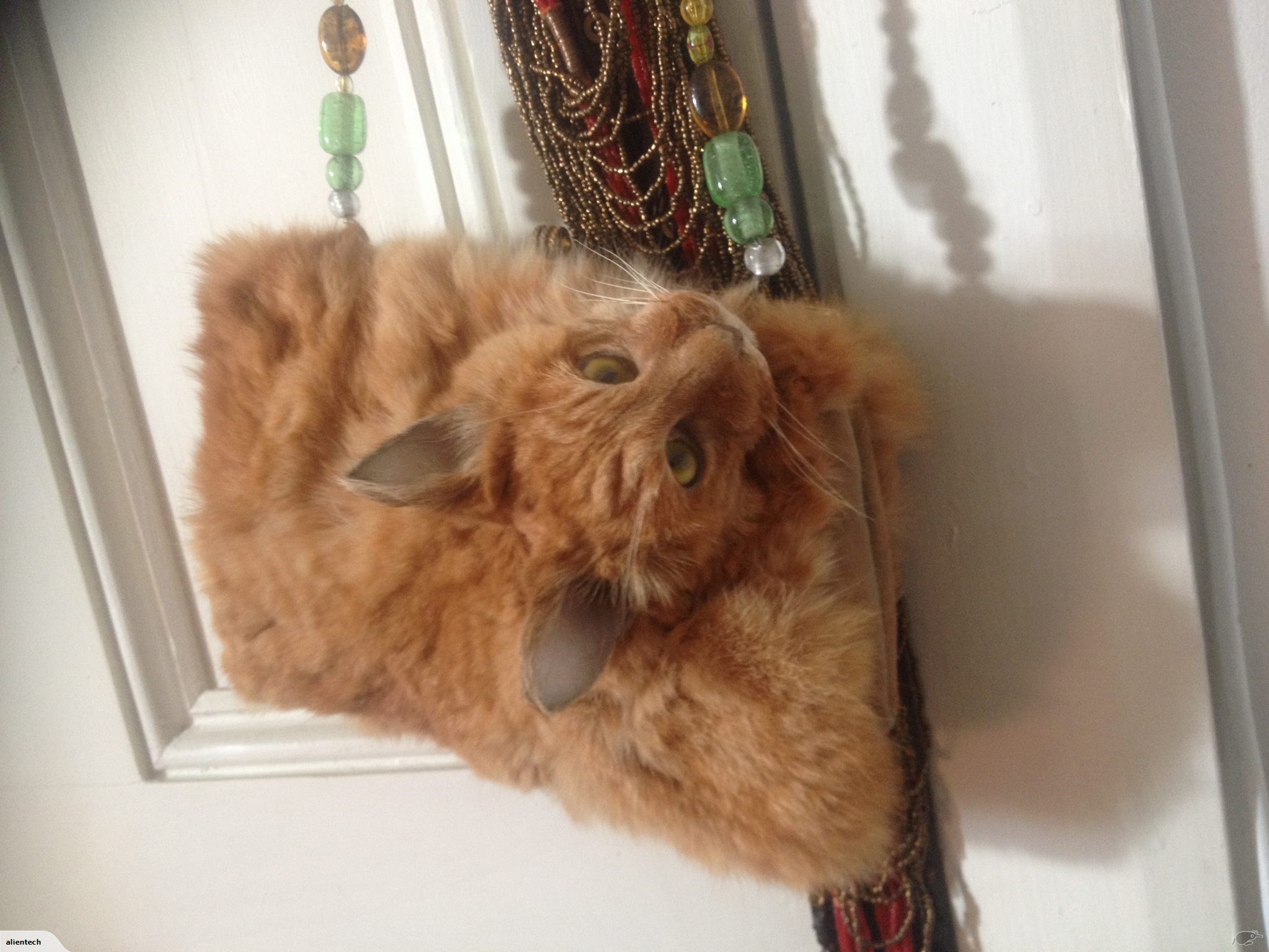 Handväska gjord av katt till salu på nätet