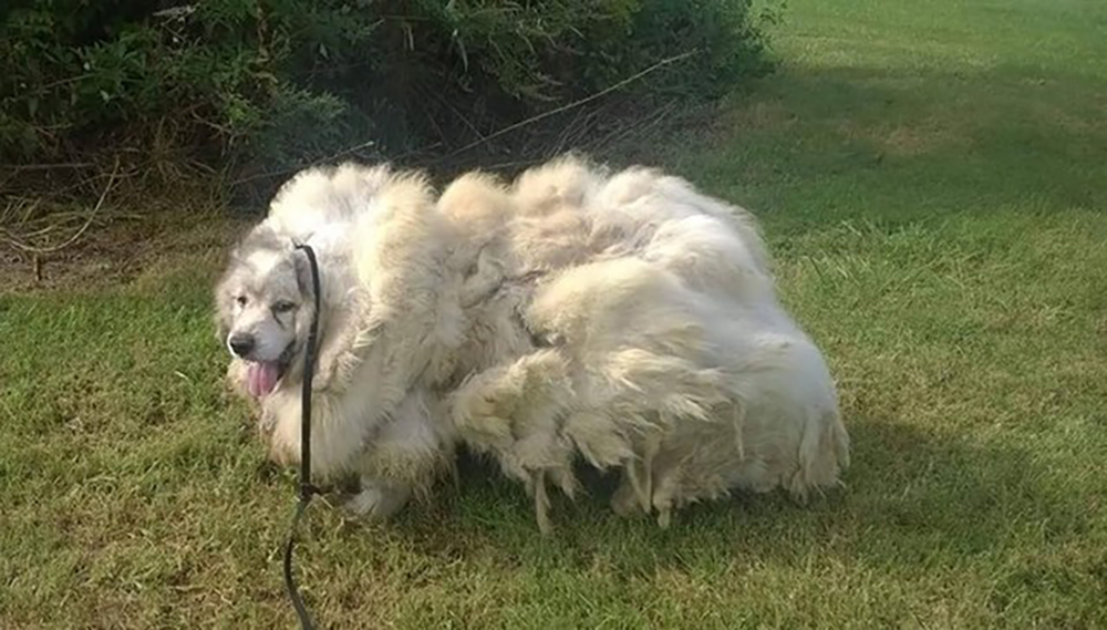 Hunden levde inspärrad i lada i 6 år: Har äntligen blivit 15 kilo päls lättare
