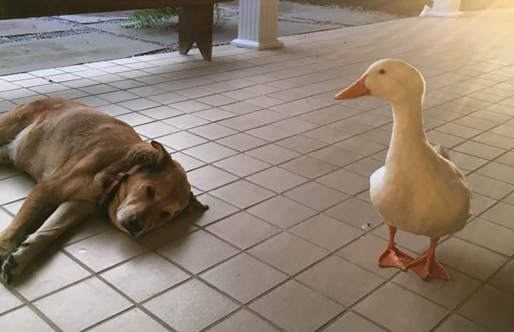 Vänlig anka dyker upp ut ur det blå och tröstar sörjande hund