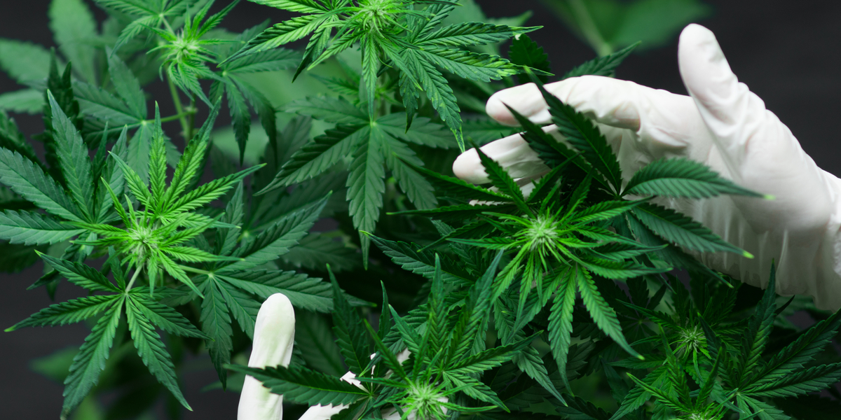Cannabisodling värd över en miljon euro avslöjad på isolerad ö i Italien