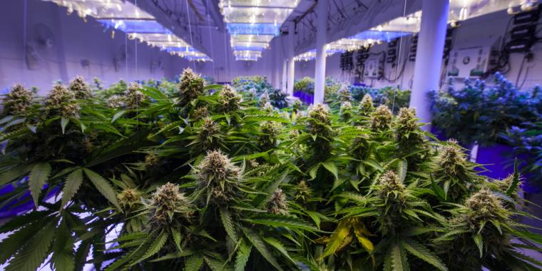 Nu legaliseras cannabis