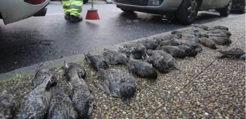 200 fåglar föll plötsligt från himlen ”som regn”