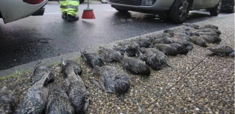 200 fåglar föll plötsligt från himlen ”som regn”