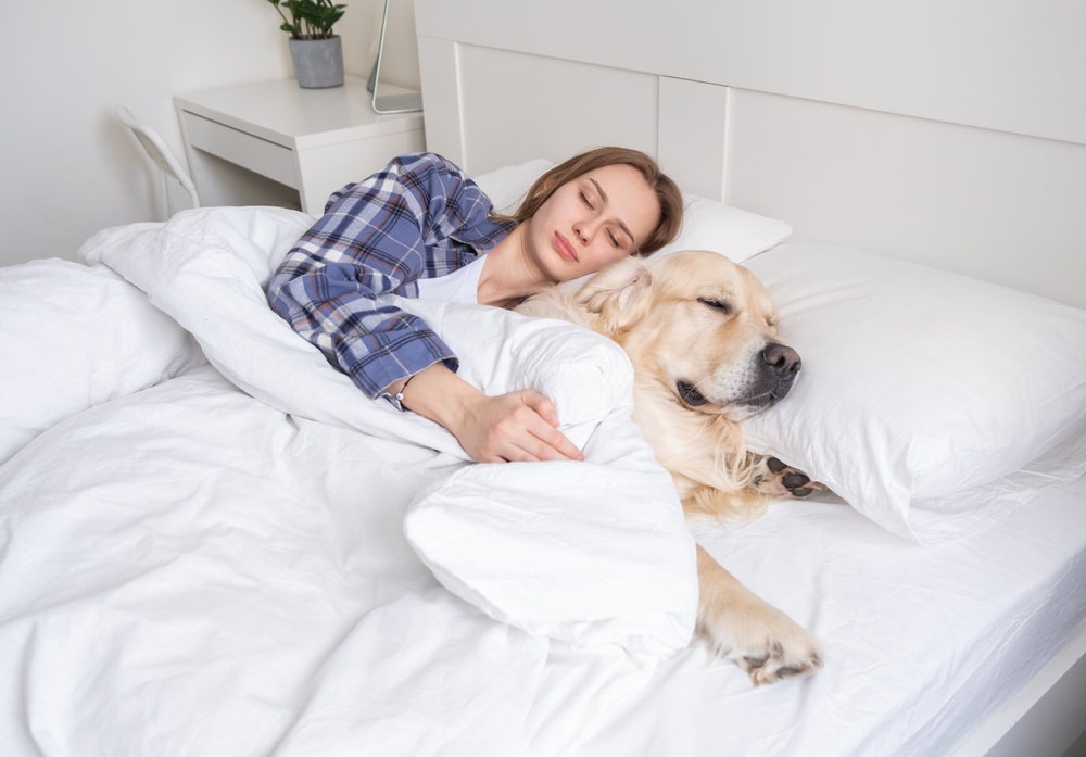 Här är 14 lugna hundraser – perfekta för dig som vill mysa och ta det lugnt hemma!