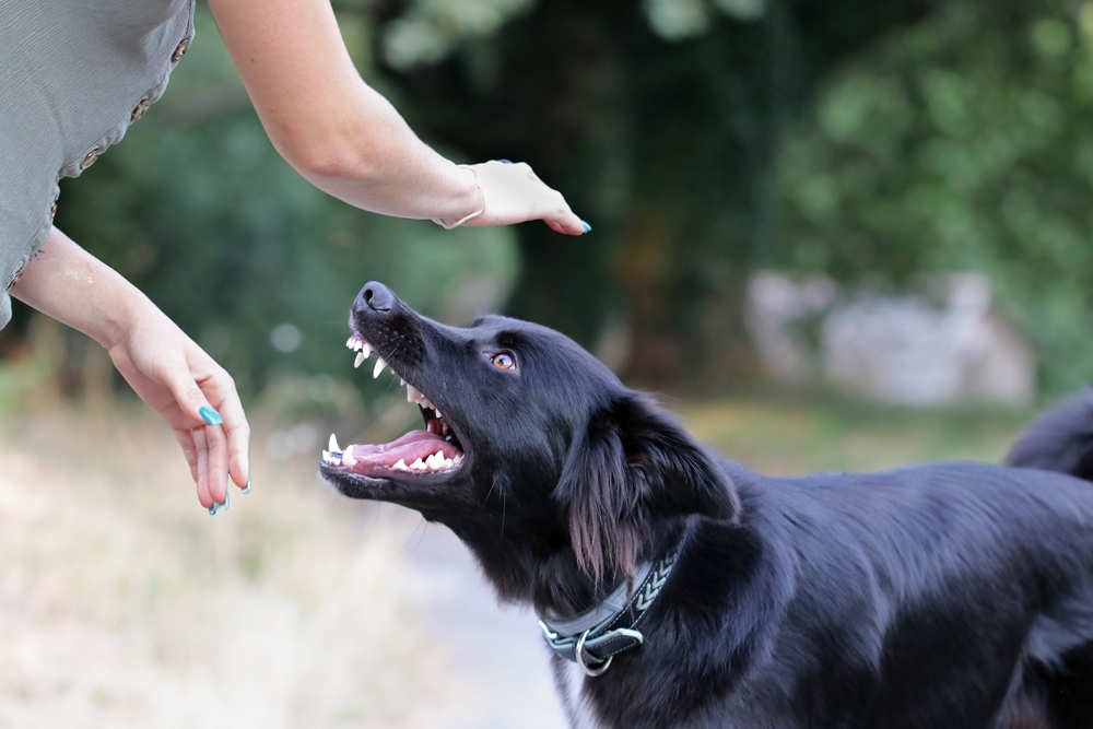 De största misstagen i hundträning: 18 saker du aldrig bör göra