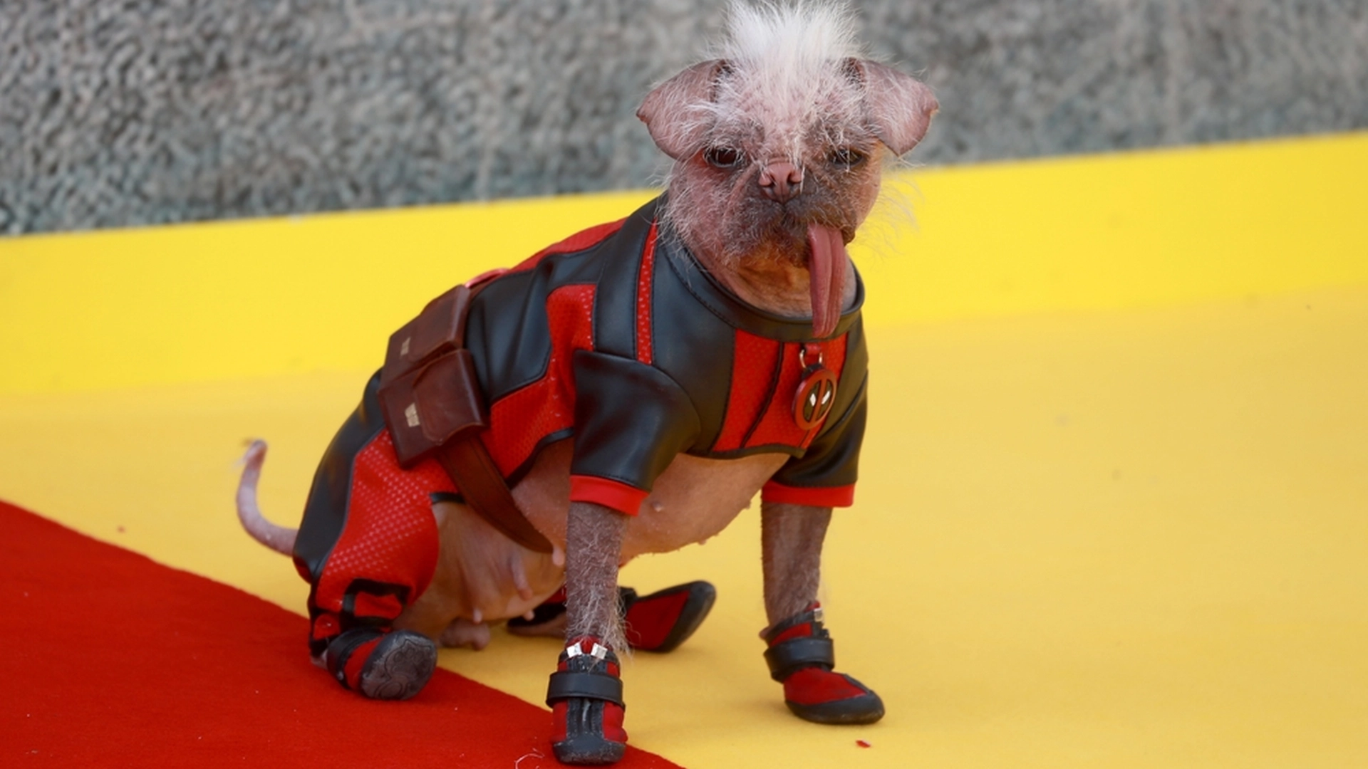 Vem är Dogpool? Möt hunden som snor showen i Deadpool 3