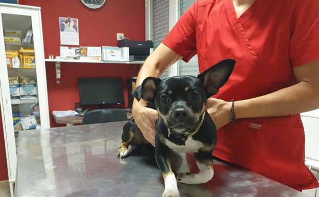 Hundägaren från helvetet: Kastade sin hund från fjärde våningen
