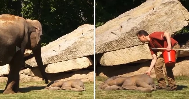 Elefantmor kan inte väcka sin baby, men vänta tills djurskötaren dyker upp