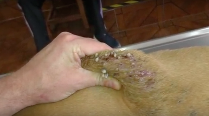 Veterinär upptäcker något på hundens rygg – man tror inte sina ögon när man ser vad det är