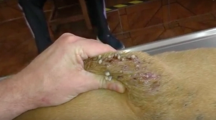 Veterinär upptäcker något på hundens rygg – man tror inte sina ögon när man ser vad det är