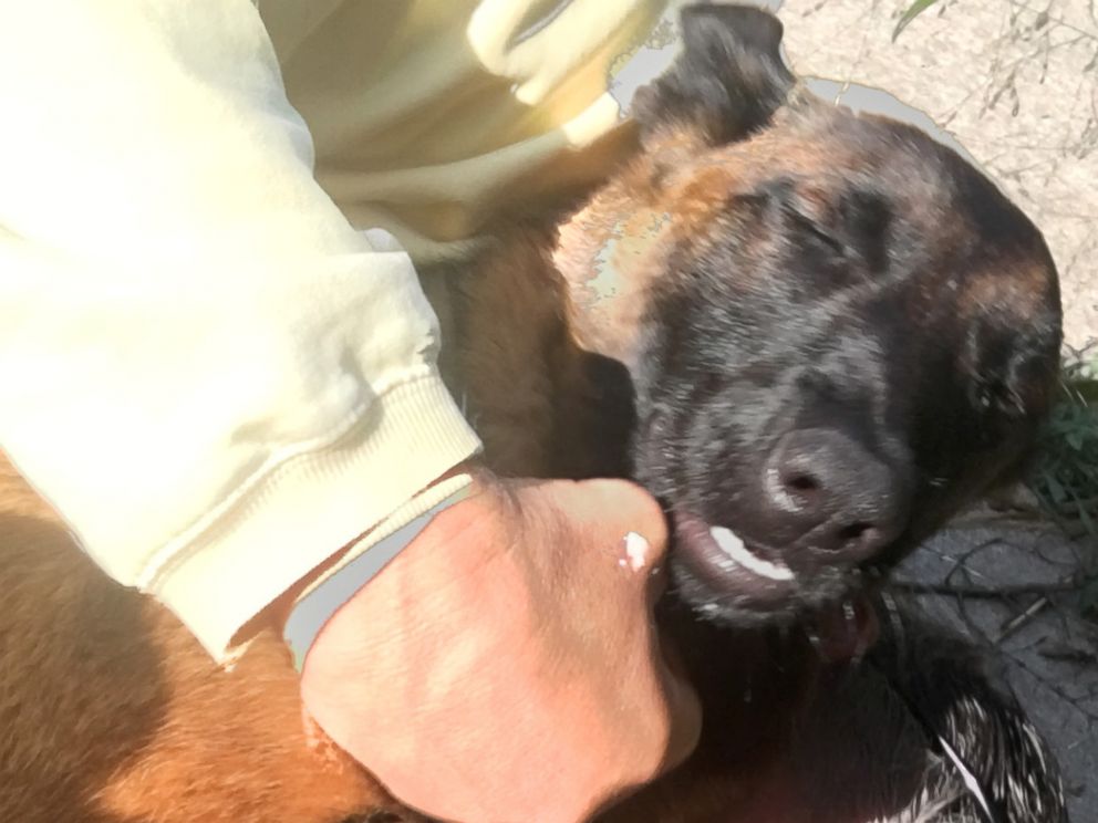 Hund simmar en mil efter att ha fallit överbord – går två till för att hitta sin familj