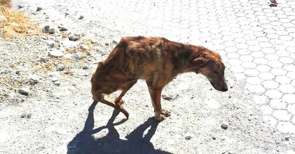 Alla tycker att hon är tokig som tar med sig den magra gatuhunden hem – 3 månader senare går den inte att kända igen