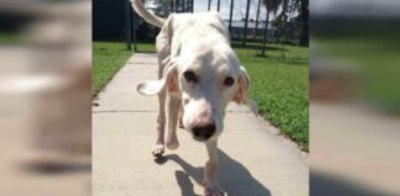 Hund adopterad 11 gånger återvänder till djurhemmet – sedan inser personalen den hjärtskärande sanningen