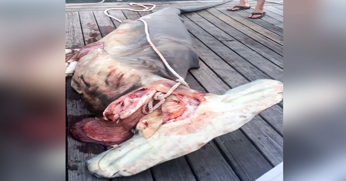 Fiskare fångar en stor hammarhaj – vad de hittar inuti kommer du inte tro