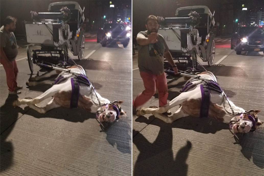 Häst med vagn pressad till kollaps i trafiken