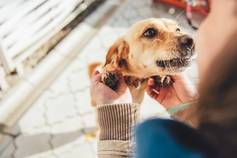 En vädjan till hundägare: ’Din hund är inte en cykel’