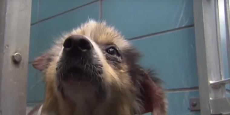 Man hittar en hund på sin bakgård: Sedan upptäcker han den mystiska lappen