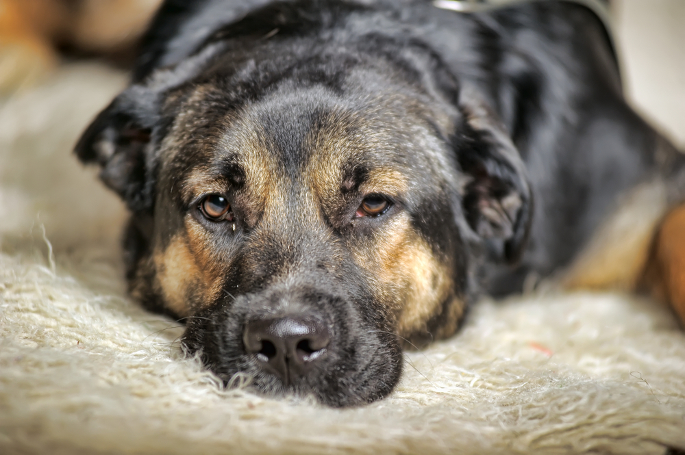Veterinär gjorde tragiskt misstag: Avlivade hund på fel adress