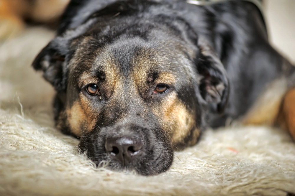 Veterinär gjorde tragiskt misstag: Avlivade hund på fel adress