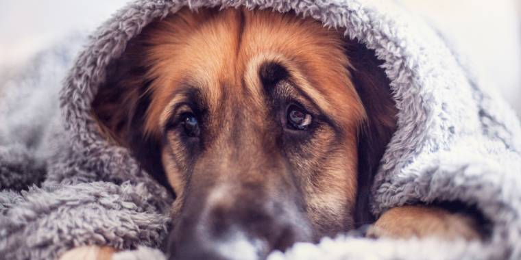 Är din hund rädd för fyrverkerier? Vanliga misstag du måste undvika