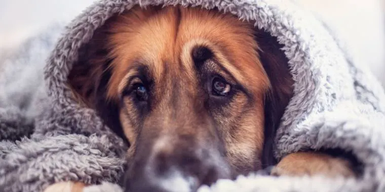 Är din hund rädd för fyrverkerier? Vanliga misstag du måste undvika
