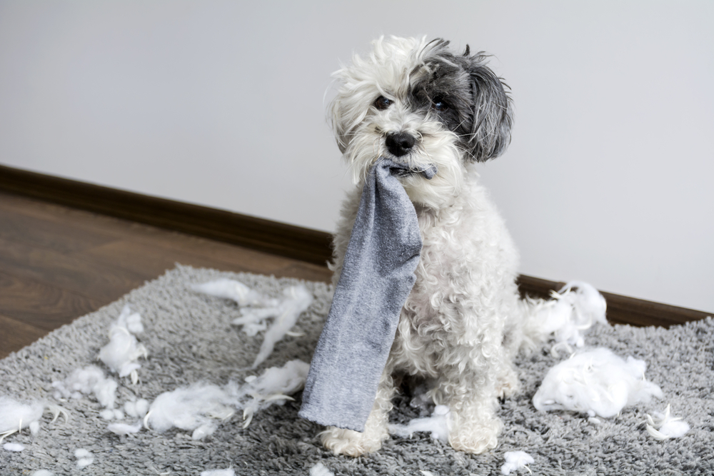 Så tränar du din hund: 14 dåliga vanor och hur du rättar till dem