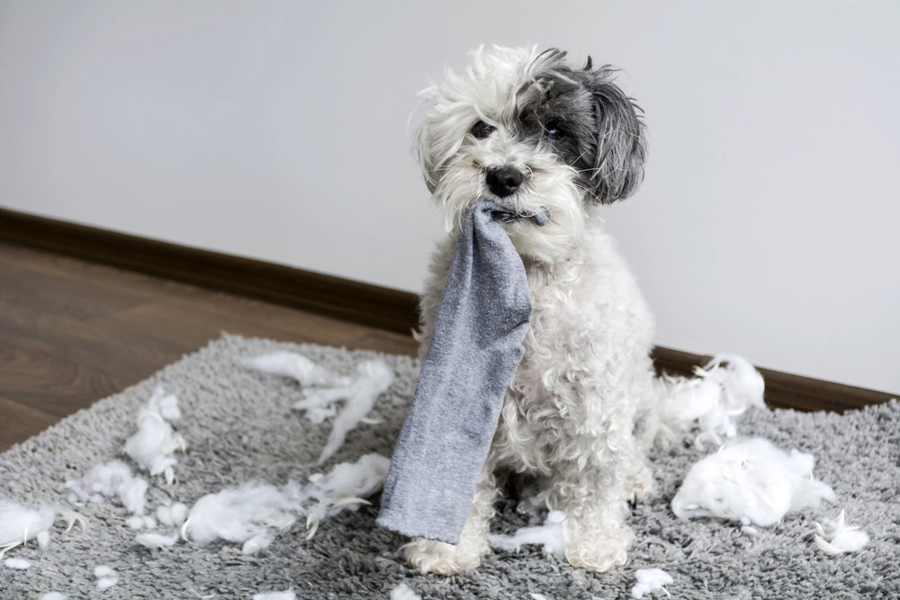 Så tränar du din hund: 14 dåliga vanor och hur du rättar till dem