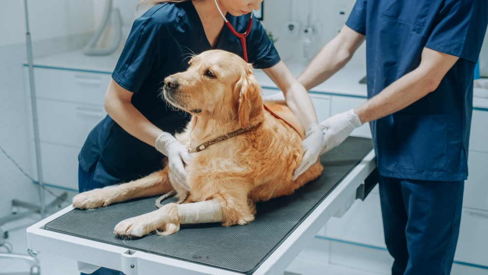 Här är de 27 hundraser som sparar dig mest pengar på veterinärvård