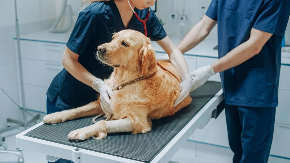 Här är de 27 hundraser som sparar dig mest pengar på veterinärvård