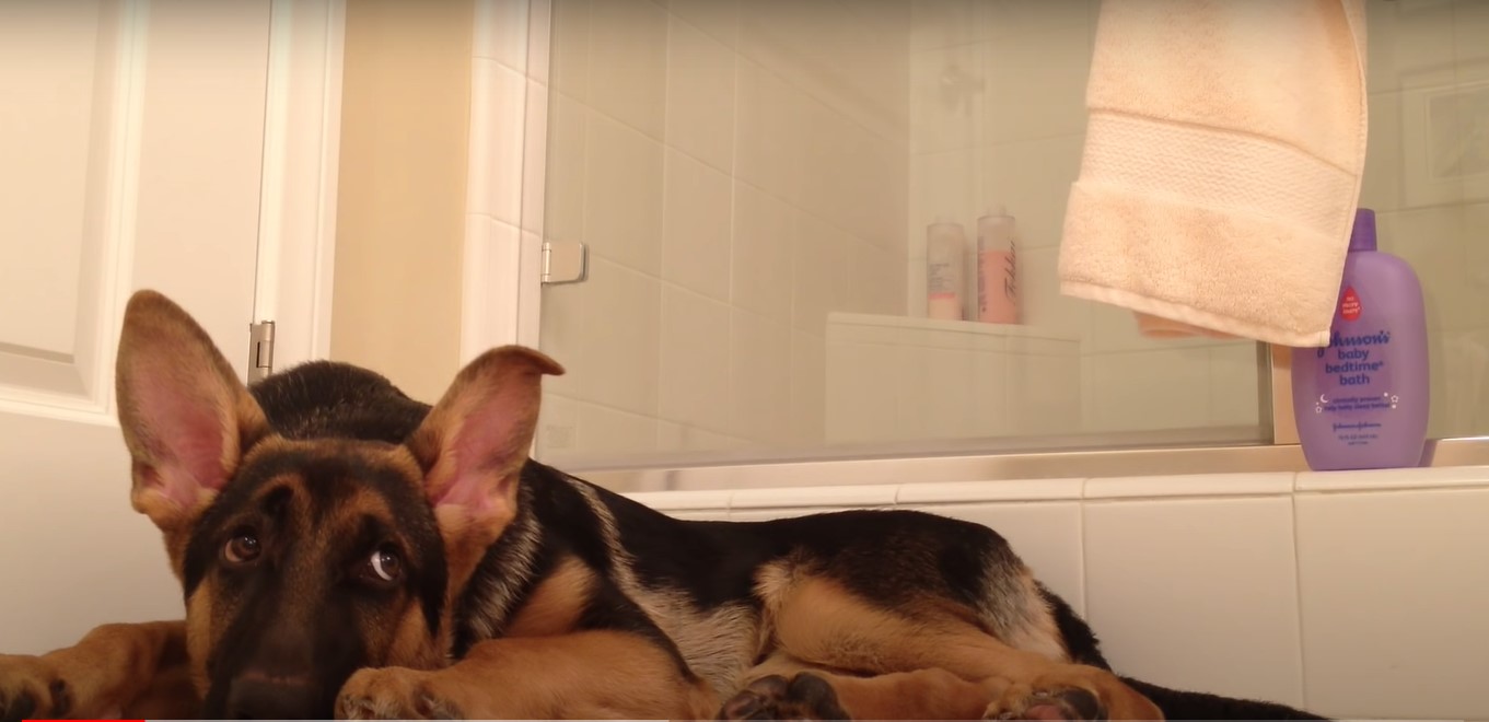 Mannen duschar: Aktivitet i duschen gör hunden galen