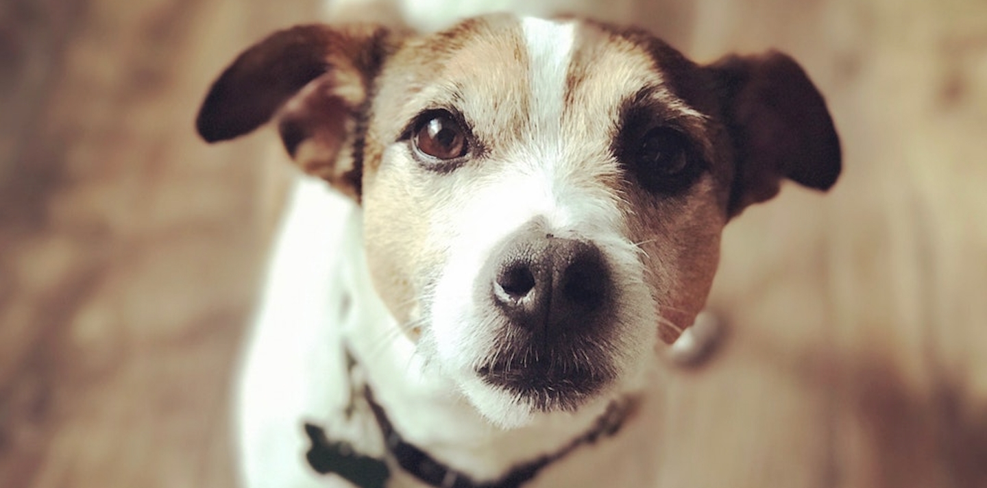 3 tips på hur du kontrollerar din hunds hälsa