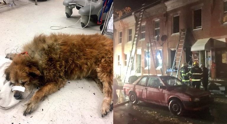Brandmän rycker ut till flammande eldhav: Tror inte sina ögon när de ser vad hunden gör med sin matte