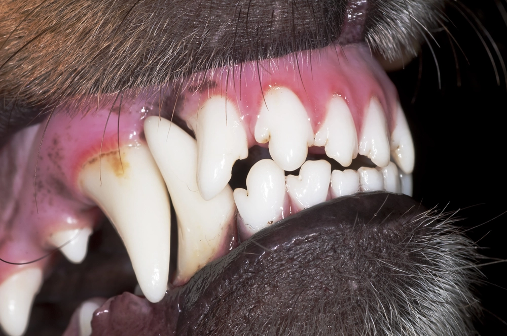 4-årig flicka ihjälbiten av hunden som familjen precis hade fått