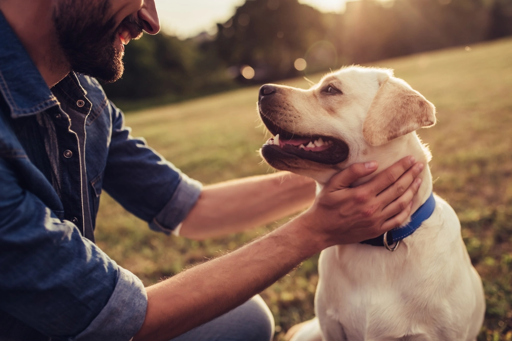 Säsongen för fästingar har börjat: Så undviker du att din hund blir biten