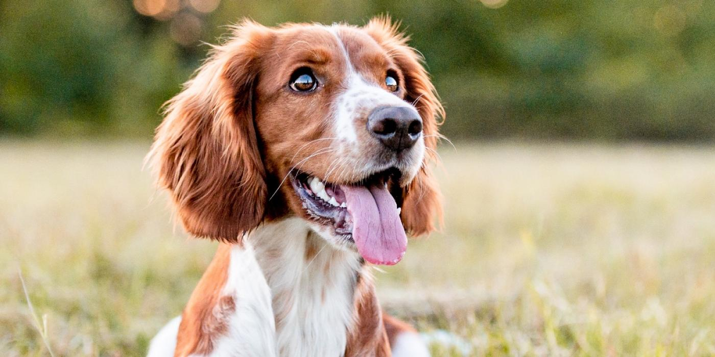 Detta bör du alltid låta din hund göra när ni är ute på promenad