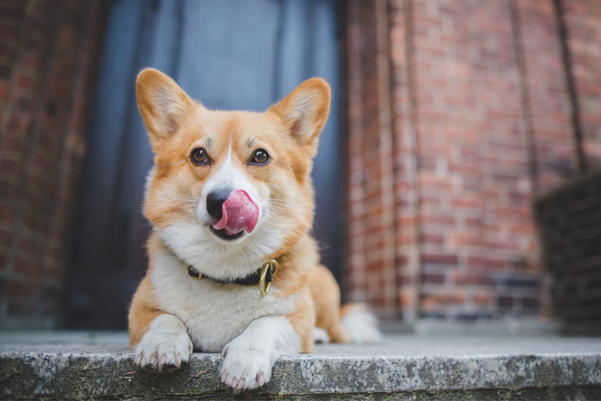 Varför äter din hund avföring? Här är den överraskande svaret
