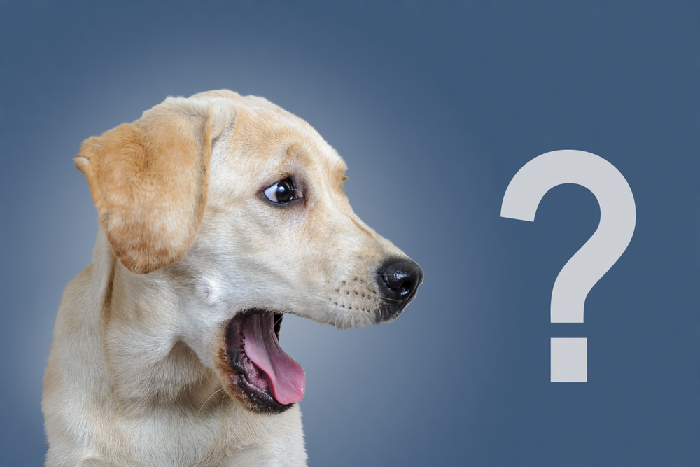 Känner du igen alla din hunds signaler? Här är betydelsen bakom 14 olika tecken din hund ger under dagen