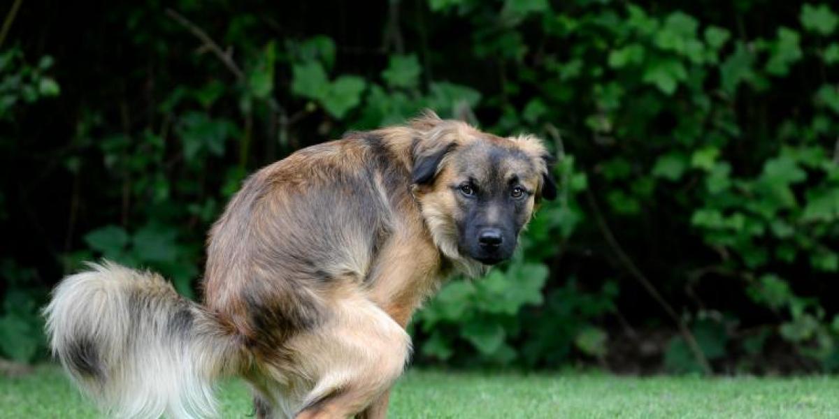 Därför stirrar din hund på dig när den bajsar