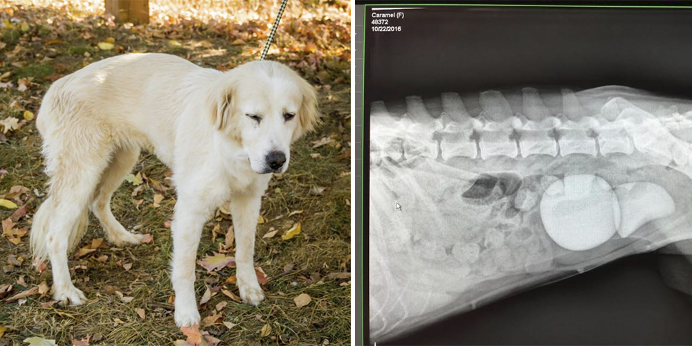 Hund beter sig konstigt i flera månader: Veterinären blir mållös när han ser röntgenbilderna