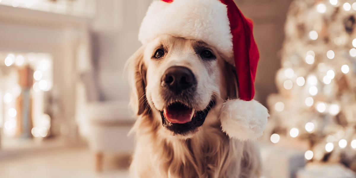 Här är veterinärens 10 tips till hundägare inför jul och nyår