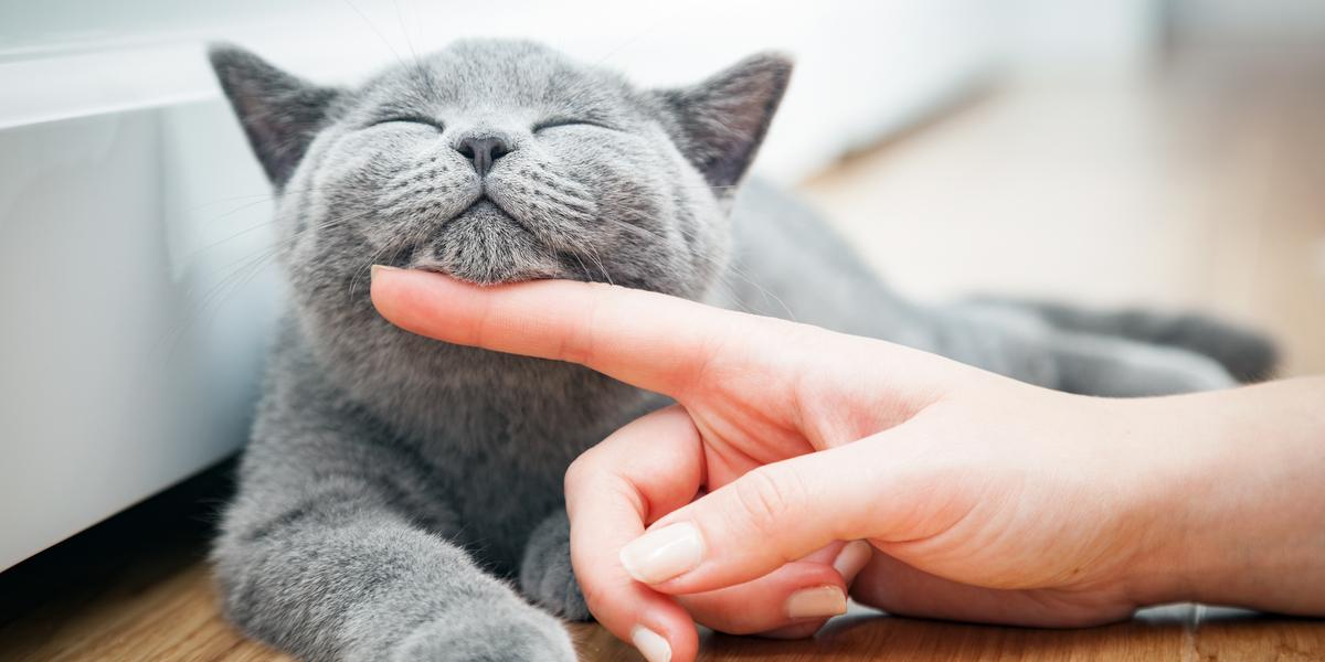 Bits din katt när du klappar den? Därför måste du ta det på stort allvar