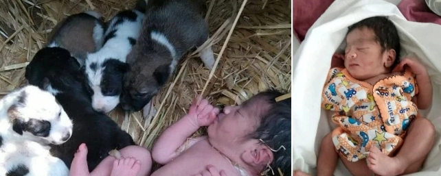 Den övergivna nyfödda bebisen överlevde, efter att en kull med valpar lade sig runt henne