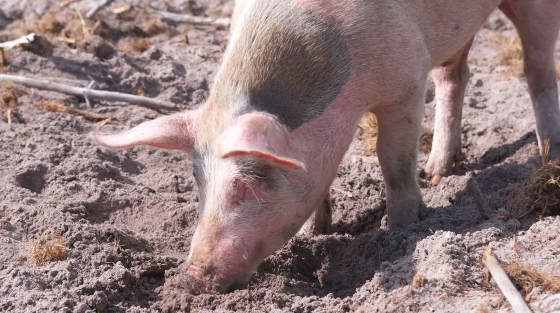Foderskandalen i Norge: Miljontals ägg och tonvis med kött förstörda