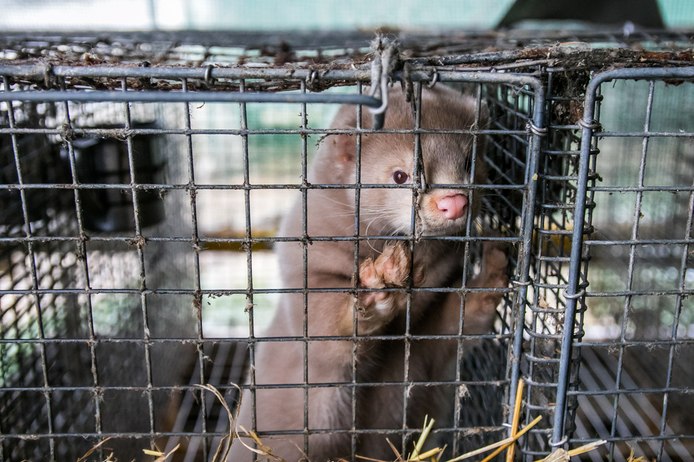 Pälsindustrin på väg ut – sista minkfarmerna kan stängas i år
