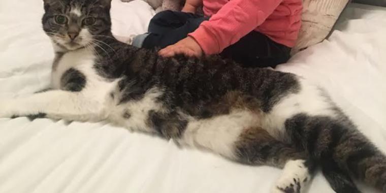 Katt börjar bete sig konstigt och göra oväsen mitt i natten: Sophie blir livrädd när hon upptäcker varför