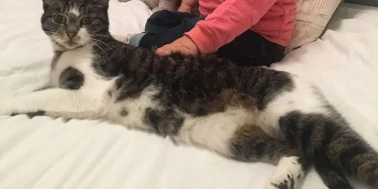 Katt börjar bete sig konstigt och göra oväsen mitt i natten: Sophie blir livrädd när hon upptäcker varför